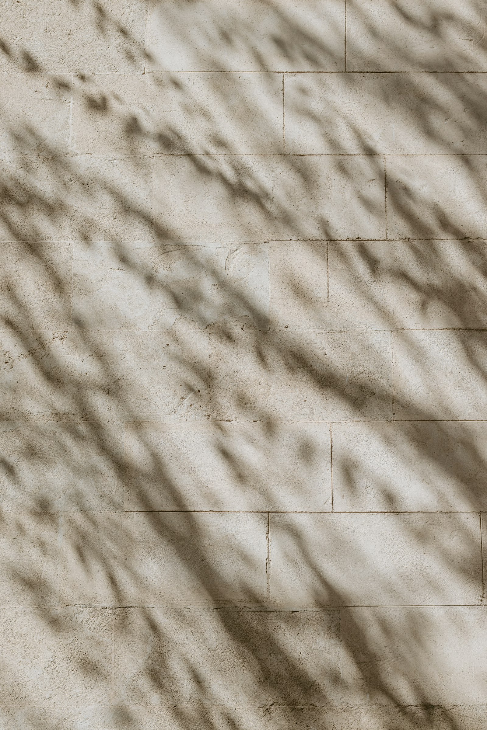 Sunlight and branch shadows fall across a textured limestone wall.